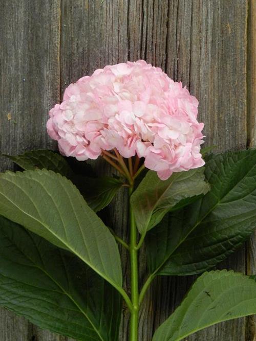 PAINTED HOT PINK #13  TINTED HYDRANGEAS